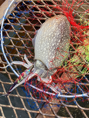 シリヤケイカの釣果