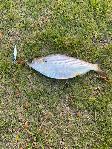 コノシロの釣果