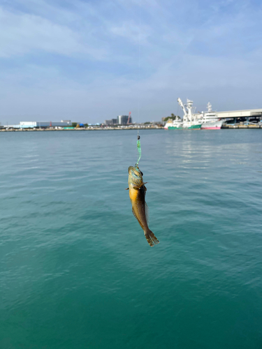 アナハゼの釣果