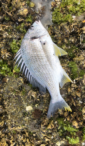 キビレの釣果