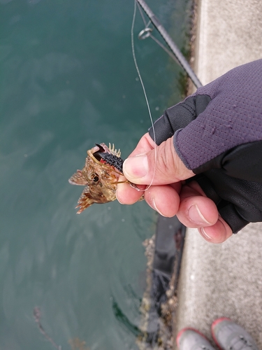 アラカブの釣果