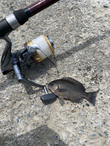 クロの釣果