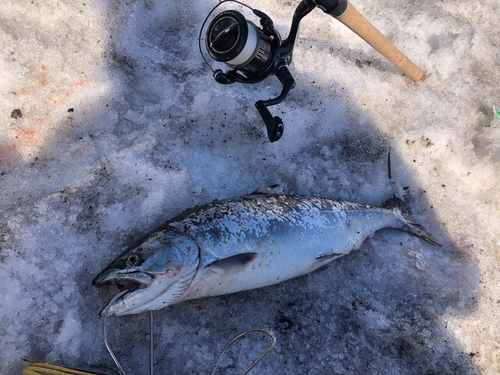 サクラマスの釣果