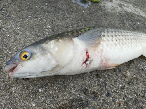 メナダの釣果