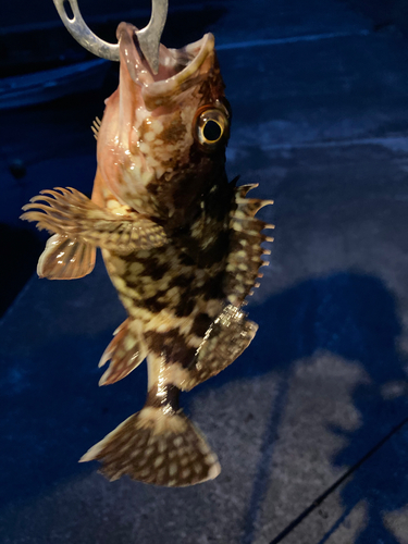 カサゴの釣果