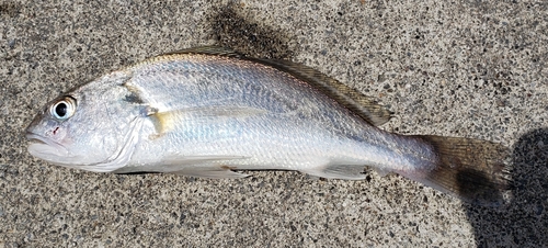 イシモチの釣果