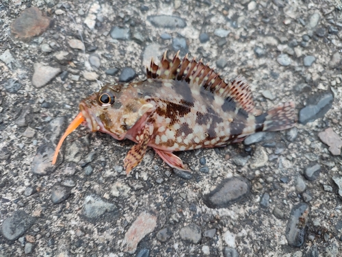 カサゴの釣果