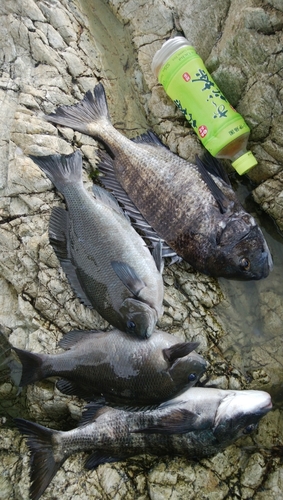 チヌの釣果