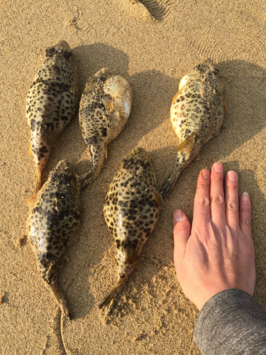 ショウサイフグの釣果