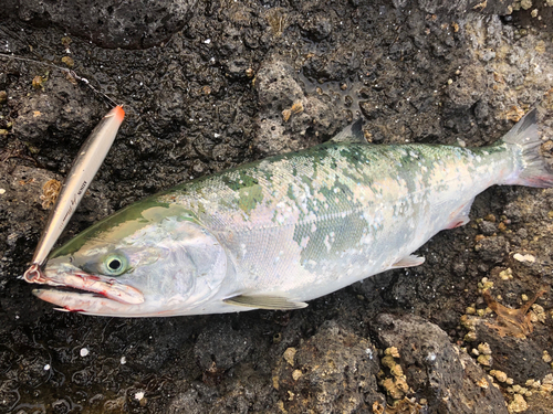 サクラマスの釣果