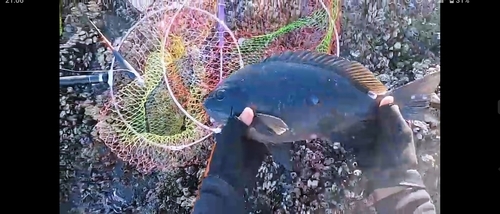 クチブトグレの釣果