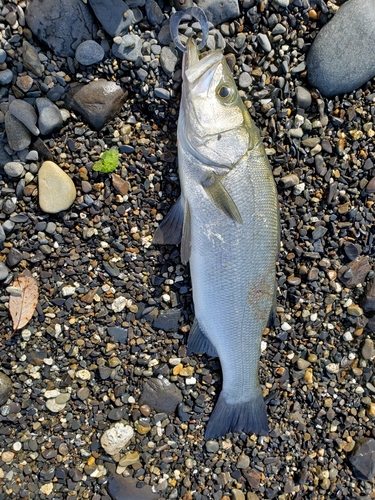 ヒラスズキの釣果