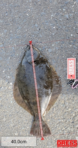 カレイの釣果