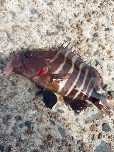 シロギスの釣果