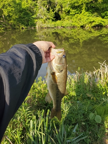 ラージマウスバスの釣果