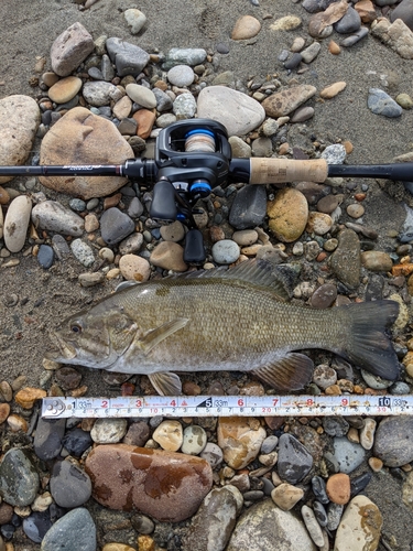 スモールマウスバスの釣果