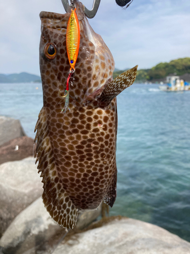 ハタの釣果