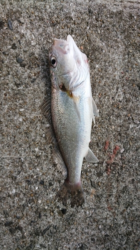 シログチの釣果