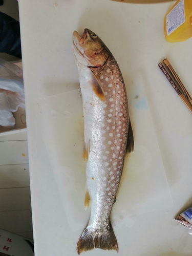 アメマスの釣果