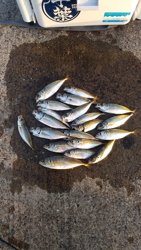 アジの釣果