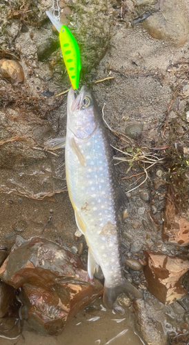 エゾイワナの釣果