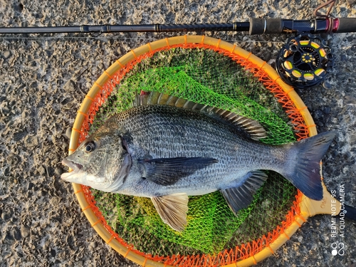 クロダイの釣果