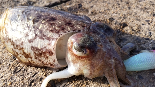 コウイカの釣果