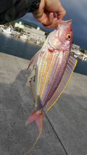 イトヨリダイの釣果