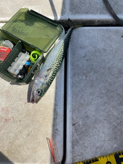 サバの釣果