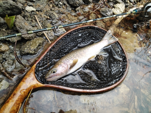 イワナの釣果