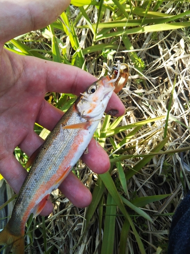 ウグイの釣果