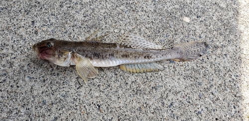 ハゼの釣果