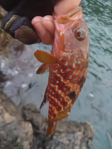 アコウの釣果