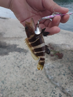 アオハタの釣果