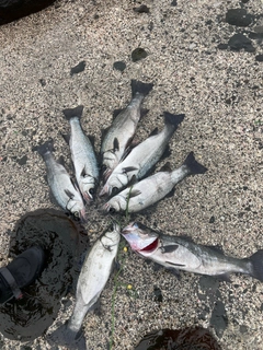 ヒラスズキの釣果