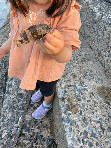 タケノコメバルの釣果