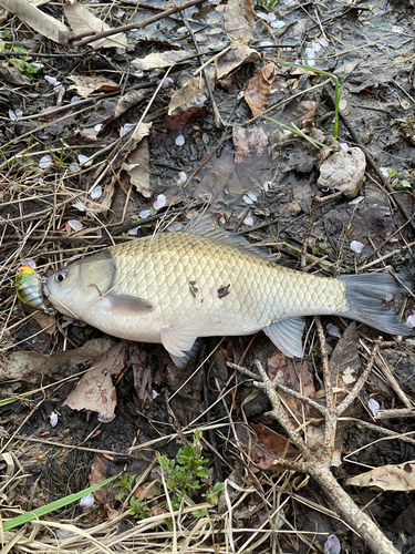 フナの釣果