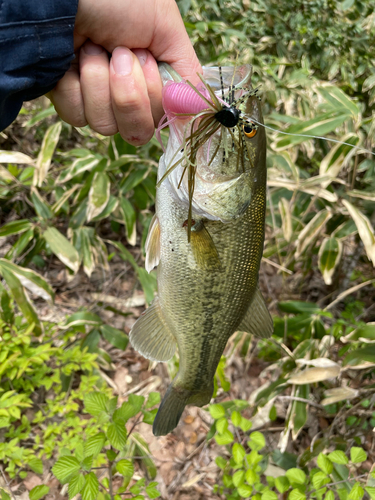 ブラックバスの釣果