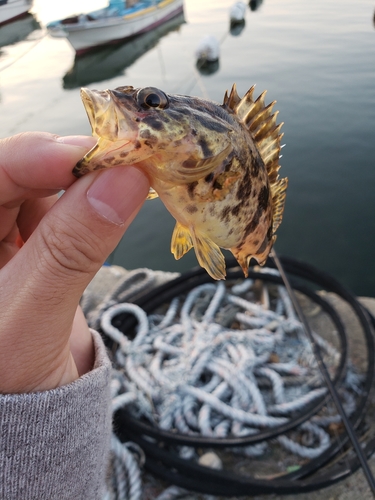 タケノコメバルの釣果