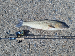 ニゴイの釣果