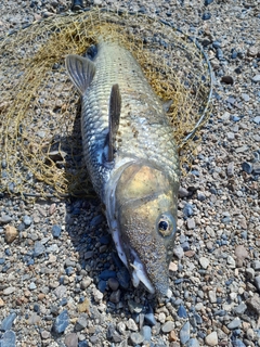 ニゴイの釣果