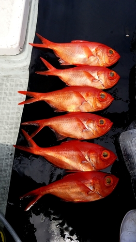 キンメダイの釣果