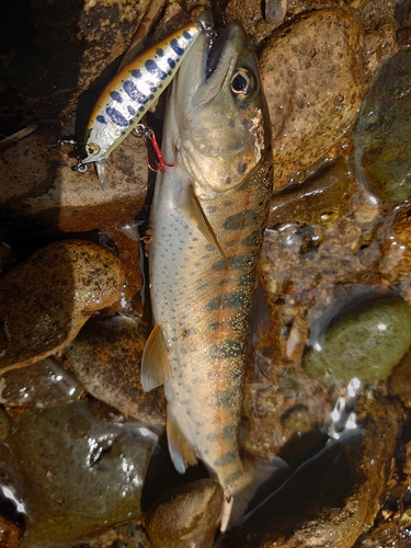 ヤマメの釣果