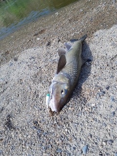 ニゴイの釣果