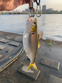 コノシロの釣果