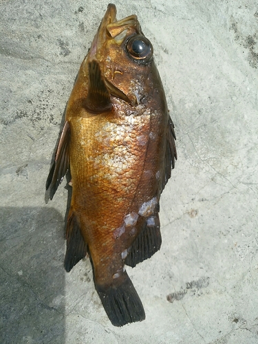 メバルの釣果