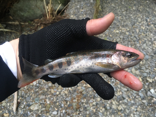 アマゴの釣果