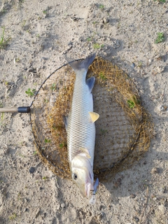 ニゴイの釣果