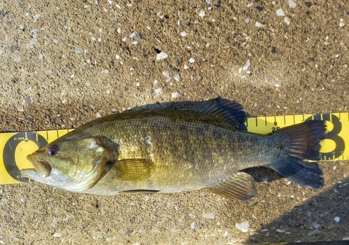 スモールマウスバスの釣果