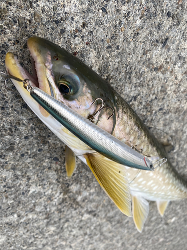 アメマスの釣果